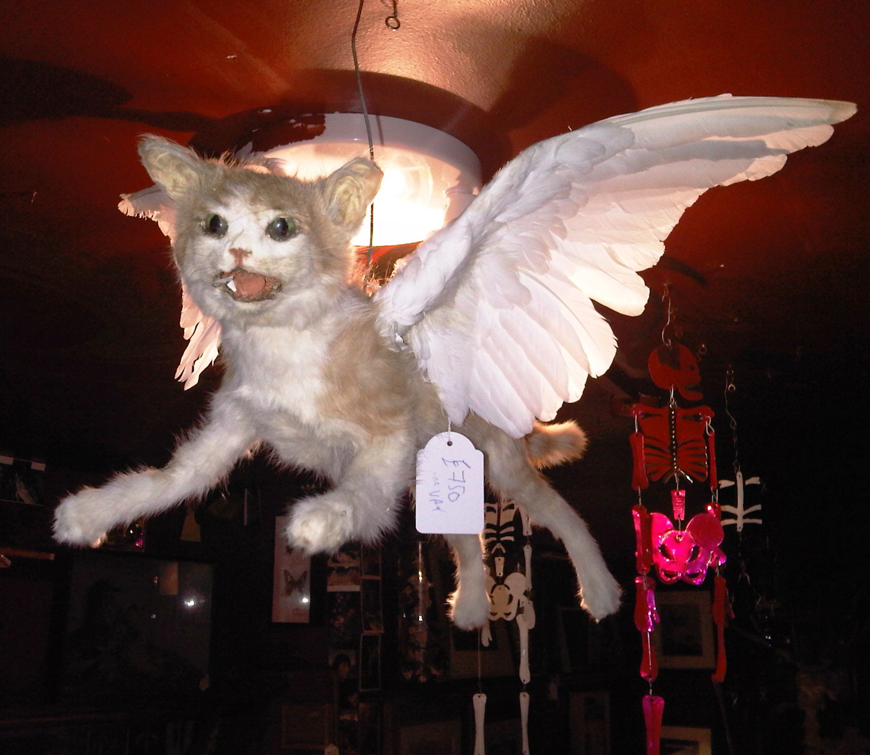 Собака летучая кошку летучую. Летучая кошка. Кошка с крыльями. Летающие коты. Летающий кот с крыльями.